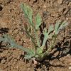 California Poppy (Eschscholzia californica)