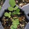 Canadian Milkvetch (Astragalus canadensis)