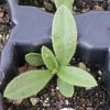 Cape Forget-Me-Not (Anchusa capensis)