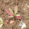 Carmine-Baby's-Breath-Gypsophila-elegans-seedling