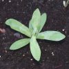 Catchfly (Silene armeria)