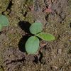 Chinese Forget-Me-Not (Cynoglossum amabile)