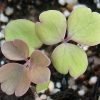 Columbine 'McKana Giants Mix' (Aquilegia caerulea)