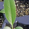 Compass Plant (Silphium laciniatum)