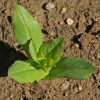 Clasping Coneflower (Rudbeckia amplexicaulis)