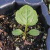 Cutleaf Coneflower (Rudbeckia laciniata)