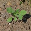 Corn Poppy, Red (Papaver rhoeas)