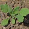 Corn Poppy, Red (Papaver rhoeas)