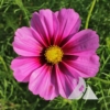 Cosmos Radiance (Cosmos bipinnatus)