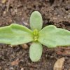 Creeping Daisy (Chrysanthemum paludosum)