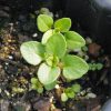 Creeping Thyme (Thymus serpyllum)