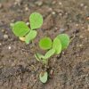 Crimson Clover (Trifolium incarnatum)