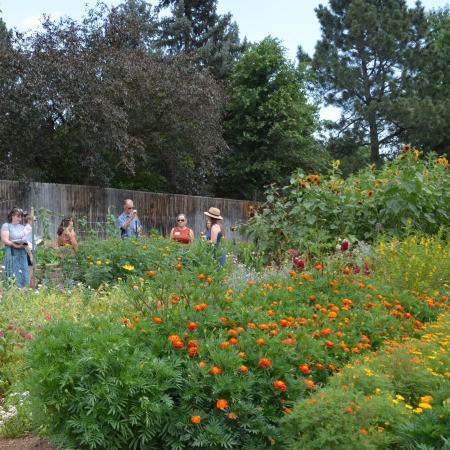 Applewood Seed trial gardens are perused by visitors.