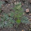 Dill (Anethum graveolens)