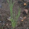 Dwarf California Poppy (Eschscholzia caespitosa)