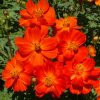 Dwarf Red Sulphur Cosmos (Cosmos sulphureus)