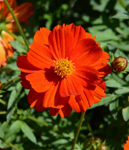 Dwarf Red Sulphur Cosmos (Cosmos sulphureus)