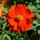 Dwarf Red Sulphur Cosmos (Cosmos sulphureus)