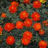 Dwarf Red Sulphur Cosmos (Cosmos sulphureus)