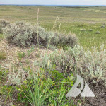 Thickspike wheatgrass plant in natural prairie landscape.