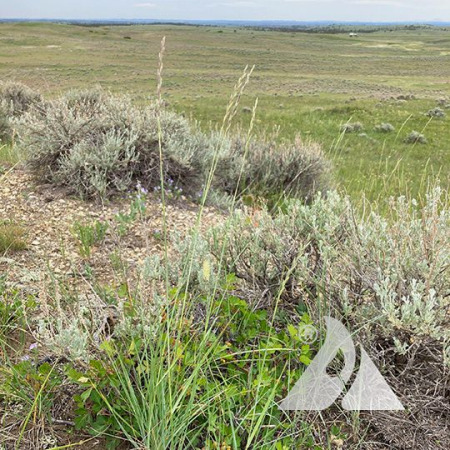 Thickspike wheatgrass plant in natural prairie landscape.