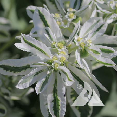 A close up shot of Snow on the Mountain in bloom.