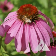 Echinacea purpurea with bee on petal.
