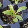 Wallflower, English (Cheiranthus cheiri)