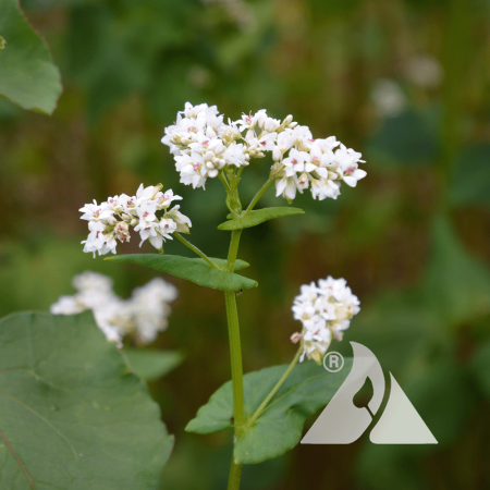 Buckwheat close up view