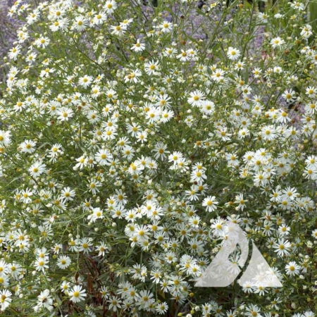 False Aster (Boltonia asteroides)