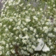 False Aster (Boltonia asteroides)