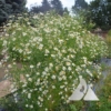 False Aster (Boltonia asteroides)