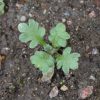 Five Spot (Nemophila maculata)