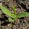 African Daisy, Flake (Dimorphotheca sinuata)