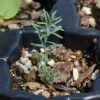 Flax, Blue (Linum perenne)