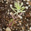 Flax, Lewis (Linum lewisii)