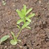 Flax, Scarlet (Linum gradiflorum rubrum)