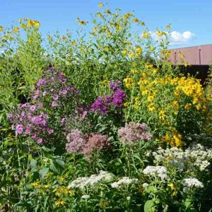 Forage for Bees from Wet Meadow Seed Mixture