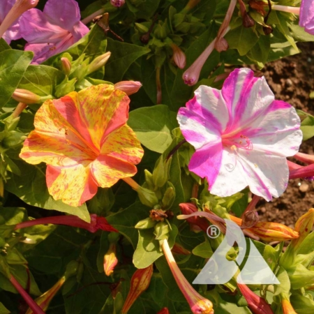 Four O'Clocks Broken Colors (Mirabilis jalapa)