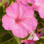 Pink Four O'Clocks (Mirabilis jalapa)