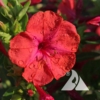 Four O'Clocks, Red (Mirabilis jalapa)