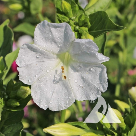 White Four O'Clocks (Mirabilis jalapa)