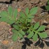 French Marigold 'Naughty Marietta' (Tagetes patula)