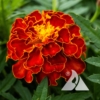 French Marigold 'Red Cherry' (Tagetes patula)