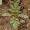 French Marigold 'Dainty Marietta' (Tagetes patula)