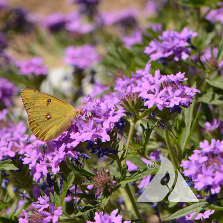 A yellow butterfly rests on a purple flower.