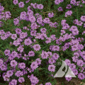 light purple flowers grow in clusters on a bed of green leaves