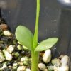 Gayfeather, Thickspike (Liatris pycnostachya)