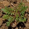 Globe Gilia (Gilia capitata)