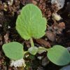 Globemallow, Desert (Sphaeralcea ambigua)